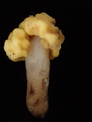 Cudonia spathulata
