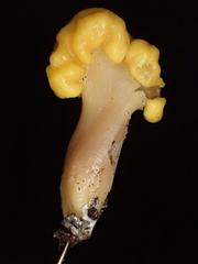 Cudonia spathulata