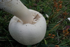 Agaricus crocodilinus