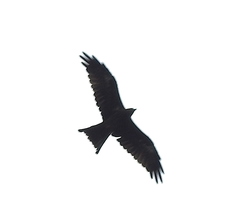 Milvus migrans govinda