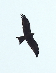 Milvus migrans govinda