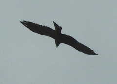 Milvus migrans govinda