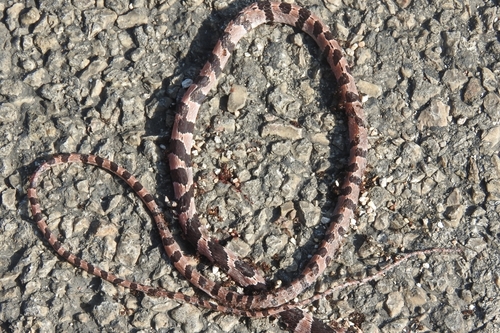Yucatán Blunt-headed Tree Snake