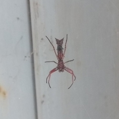 Micrathena swainsoni