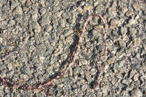 Yucatán Blunt-headed Tree Snake