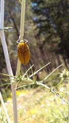 Julodis ehrenbergii