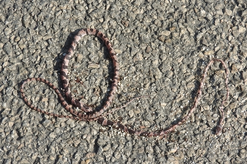 Yucatán Blunt-headed Tree Snake