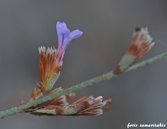 Limonium proliferum