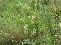 Gymnosporia markwardii