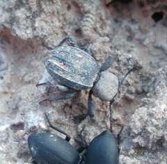 Scaurus puncticollis puncticollis