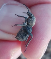 Scaurus puncticollis puncticollis