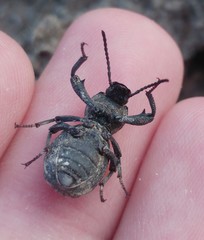 Scaurus puncticollis puncticollis