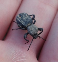 Scaurus puncticollis puncticollis