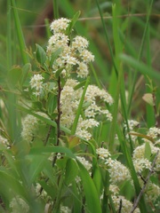 Gymnosporia markwardii
