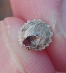 Xerocrassa tuberculosa