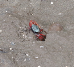 Paraleptuca chlorophthalmus