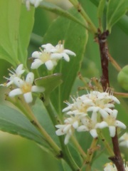 Gymnosporia markwardii