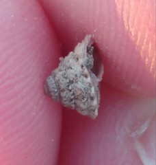 Xerocrassa tuberculosa