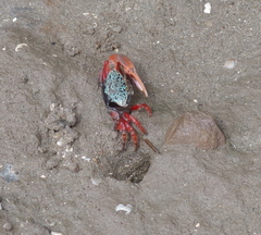 Paraleptuca chlorophthalmus