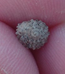 Xerocrassa tuberculosa