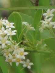 Gymnosporia markwardii