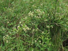 Gymnosporia markwardii