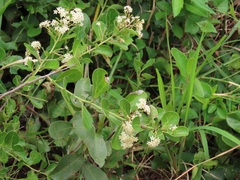 Gymnosporia markwardii