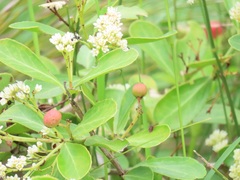 Gymnosporia markwardii