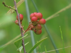 Gymnosporia markwardii