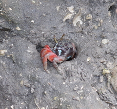 Paraleptuca chlorophthalmus