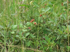 Gymnosporia markwardii