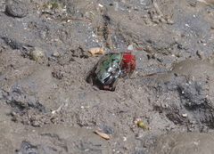 Paraleptuca chlorophthalmus