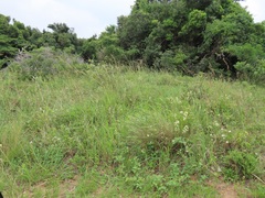 Gymnosporia markwardii