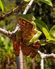 Phyllomedusa distincta