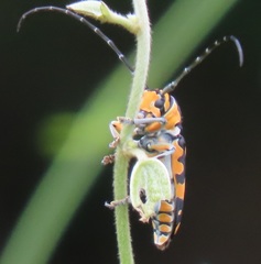 Tragocephala variegata