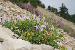 Lamium glaberrimum
