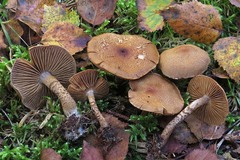 Cortinarius pholideus