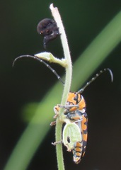 Tragocephala variegata