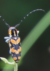 Tragocephala variegata
