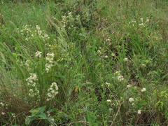 Gymnosporia markwardii