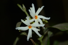 Nyctanthes arbor-tristis