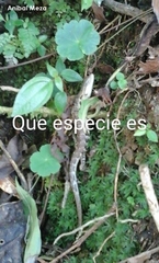 Abronia montecristoi