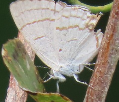 Hypolycaena philippus philippus