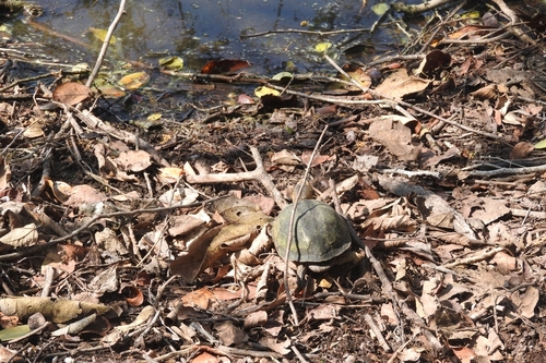 Scorpion Mud Turtle, Kinosternon scorpioides