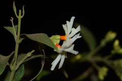 Nyctanthes arbor-tristis