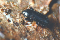 Plinthisus longicollis