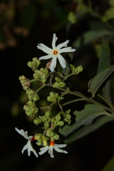 Nyctanthes arbor-tristis