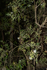 Nyctanthes arbor-tristis