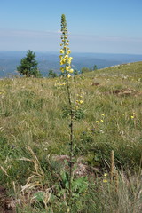 Verbascum spectabile