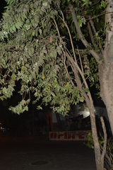 Nyctanthes arbor-tristis